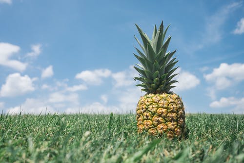 菠萝在草地上的特写摄影 · 免费素材图片