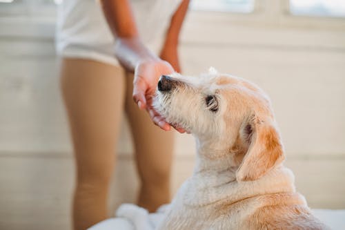 作物在明亮的房间里爱抚纯种拉布拉多犬的匿名女人 · 免费素材图片