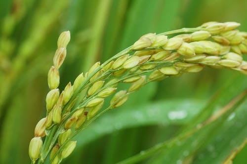 绿色小麦植株的特写摄影 · 免费素材图片