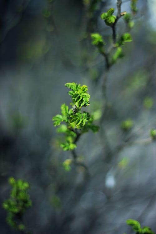 绿叶植物 · 免费素材图片