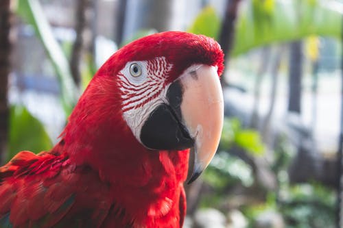 红金刚鹦鹉的选择性焦点特写照片 · 免费素材图片