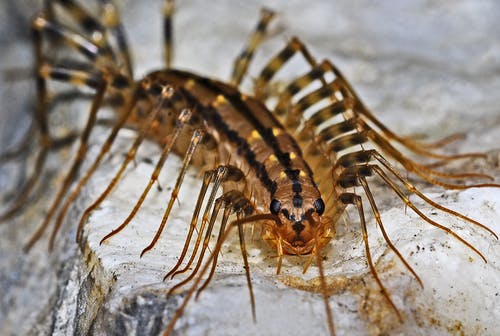 棕色多腿昆虫 · 免费素材图片