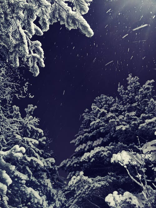 雪皑皑的树木 · 免费素材图片
