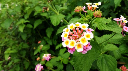 黄白色和粉红色的花瓣花 · 免费素材图片