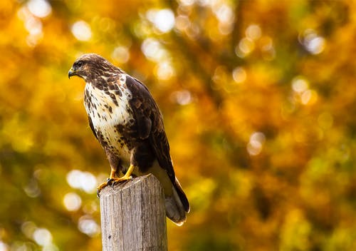 鹰栖息在户外的特写镜头 · 免费素材图片