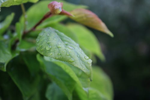 叶与水滴的浅焦点摄影 · 免费素材图片
