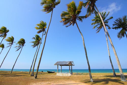 海岸线附近的椰子树 · 免费素材图片