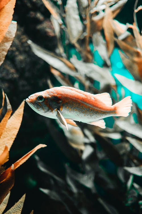 鱼在水中的特写照片 · 免费素材图片