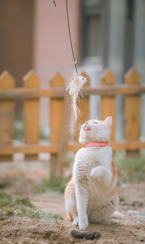 橙色和白色的猫 · 免费素材图片