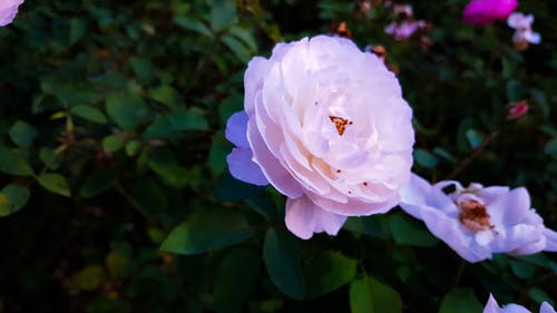 鲜花盛开在户外的特写镜头 · 免费素材图片