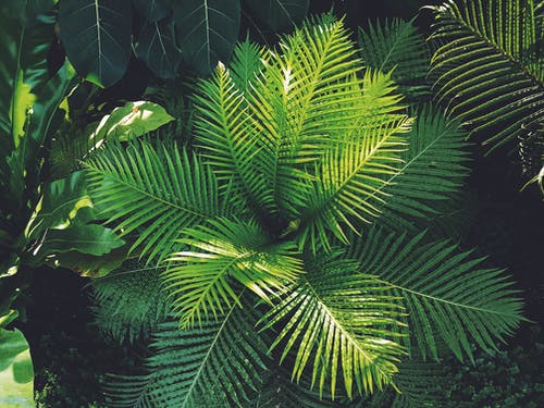 植物摄影 · 免费素材图片