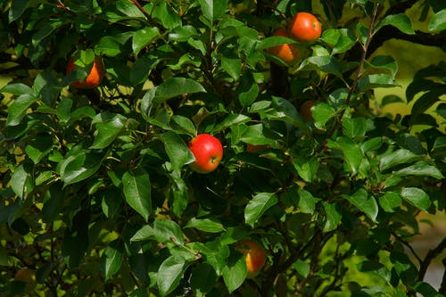 红苹果水果 · 免费素材图片