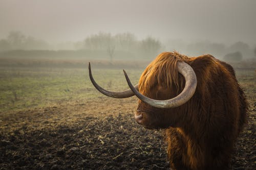 美洲野牛站在草地上 · 免费素材图片