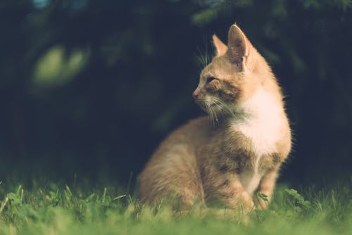 坐在草地上的橙色猫的选择性聚焦摄影 · 免费素材图片