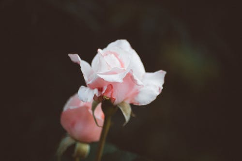 选择性聚焦摄影中的粉红玫瑰花朵 · 免费素材图片