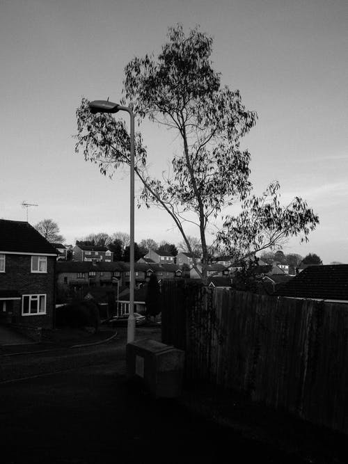 树木附近房屋的灰度照片 · 免费素材图片