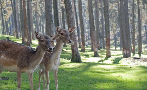站在森林里的两只棕鹿 · 免费素材图片