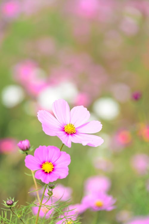 粉色波斯菊的特写镜头 · 免费素材图片