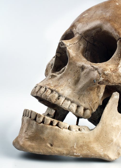 人类的头颅骨与白色背景 · 免费素材图片