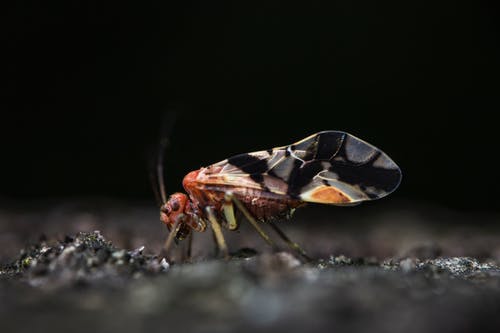 灰色表面上的棕色和黑色昆虫 · 免费素材图片