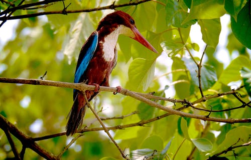 棕色的鸟，栖息在树上 · 免费素材图片