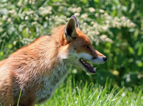 白天在绿草田中的棕色狐狸 · 免费素材图片