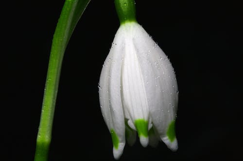 白绿色的花盛开 · 免费素材图片