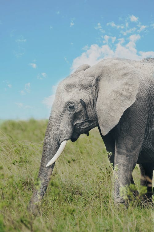 绿草地上的大象 · 免费素材图片