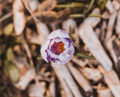 白色和紫色花瓣花 · 免费素材图片