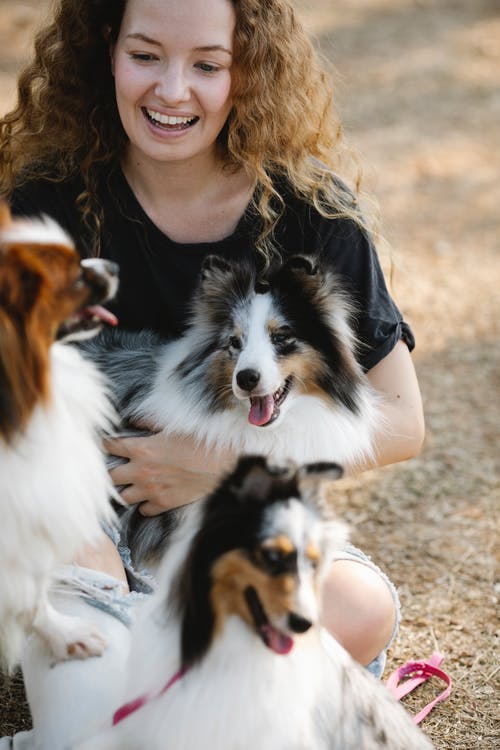 有关sheltie, 一起, 乐天派的免费素材图片