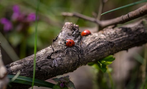 树枝上的两个红瓢虫 · 免费素材图片