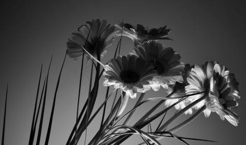 花瓣花的灰度摄影 · 免费素材图片
