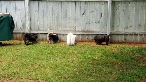 栅栏附近的四只狗 · 免费素材图片