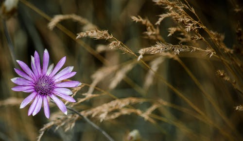 紫色花瓣花微距摄影 · 免费素材图片