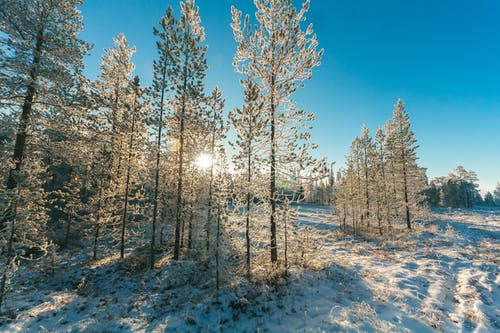 雪覆盖的树木和山坡 · 免费素材图片