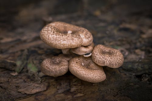 布朗蘑菇 · 免费素材图片