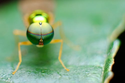 绿叶植物上的棕色昆虫 · 免费素材图片