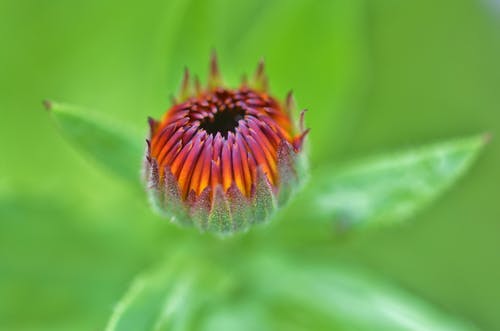 浅黄色和紫色花的照片 · 免费素材图片