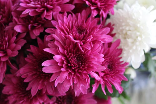 粉色菊花的特写摄影 · 免费素材图片