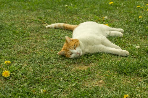 白色和橙色的虎斑猫躺在草地上 · 免费素材图片