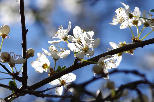 白色花瓣花 · 免费素材图片