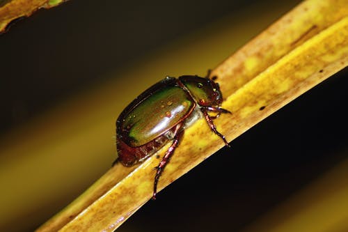 黑色和绿色的甲虫，在棕色的叶子上 · 免费素材图片