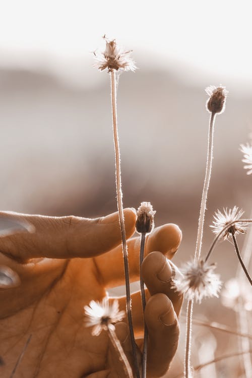 人手中的白花 · 免费素材图片