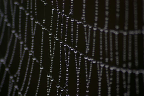 蜘蛛网上的灰度摄影水露 · 免费素材图片