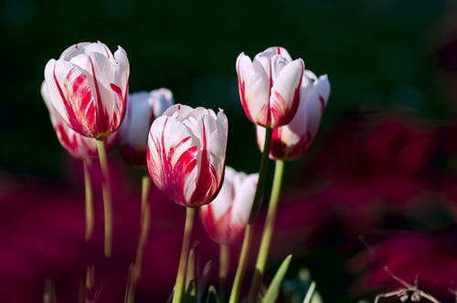 白色和红色的郁金香花 · 免费素材图片