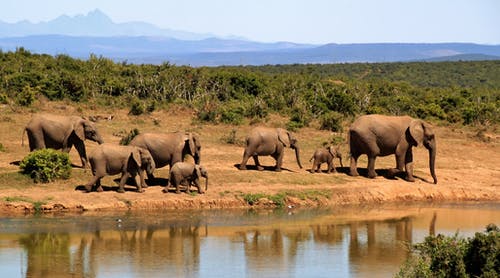 白天在水体旁边行走的7头大象 · 免费素材图片