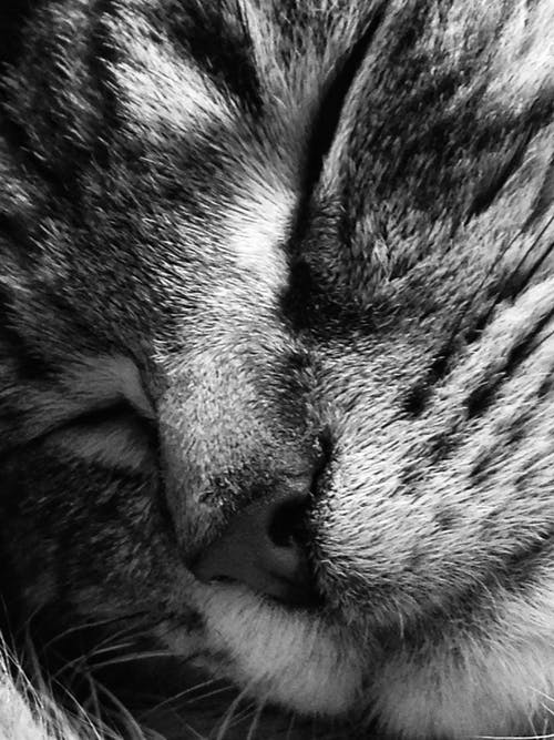 一只猫的宏观摄影 · 免费素材图片