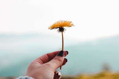 黄色花瓣花 · 免费素材图片