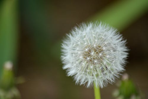 蒲公英的特写 · 免费素材图片