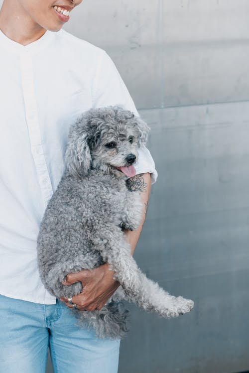 一个人携带的可爱灰色贵宾犬 · 免费素材图片